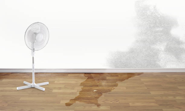 Best Water damage cleanup near me  in Loudonville, OH